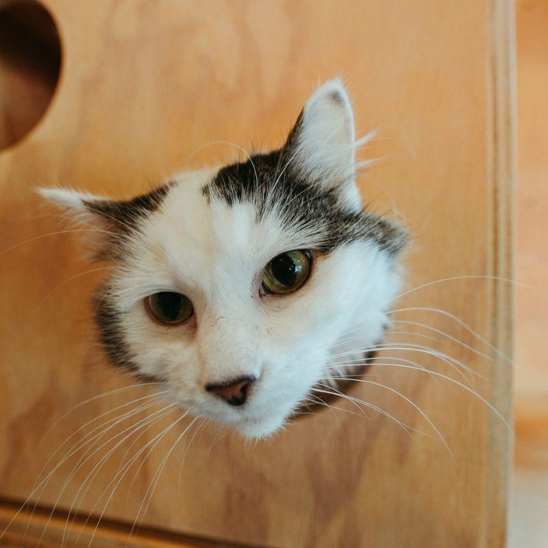 Enlarge Wish, a Adoptable Domestic Long Hair in Jackson, WY image 2/3