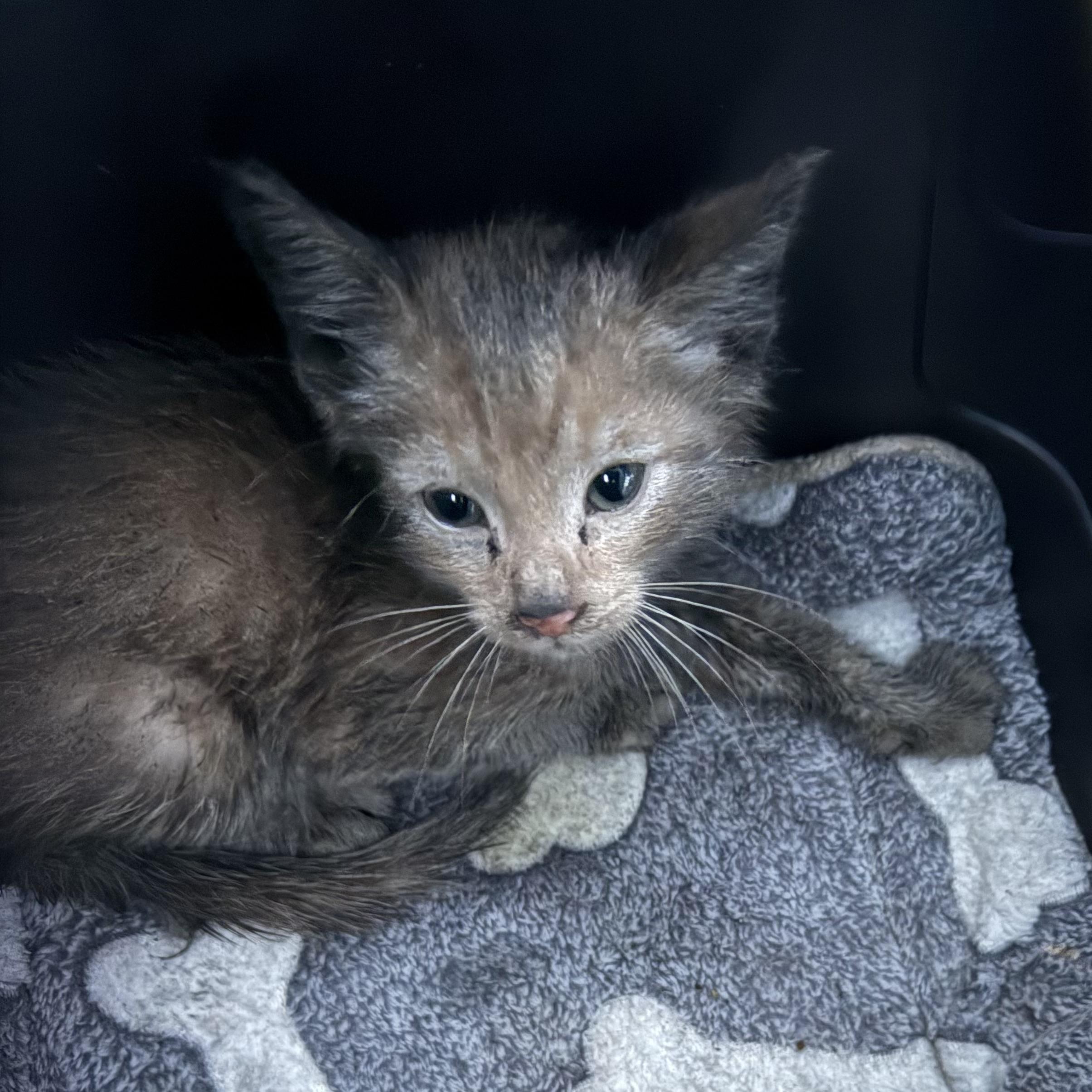 Sonny, a Adoptable Domestic Short Hair in Long Beach, CA image 3/3