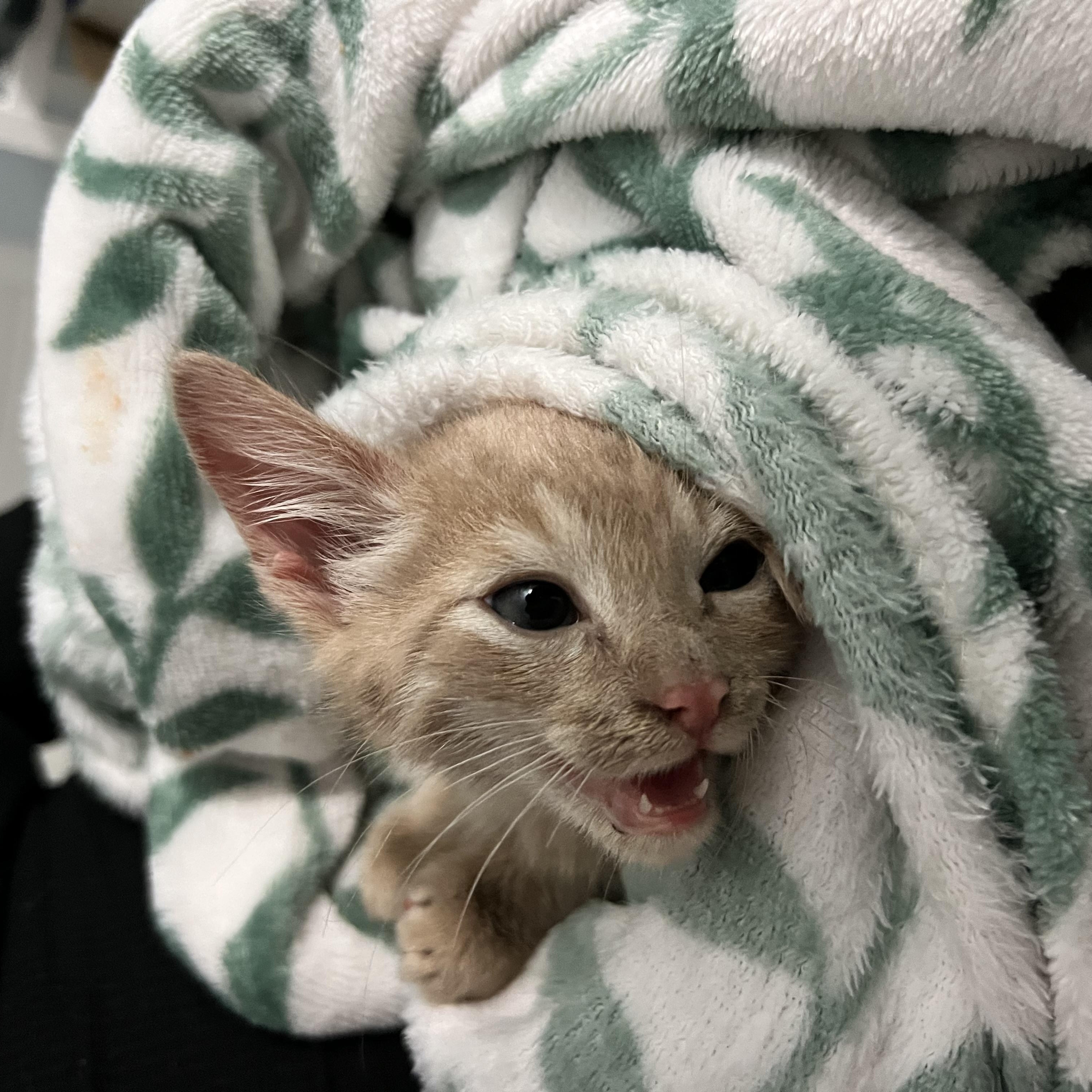 Sonny, a Adoptable Domestic Short Hair in Long Beach, CA image 2/3