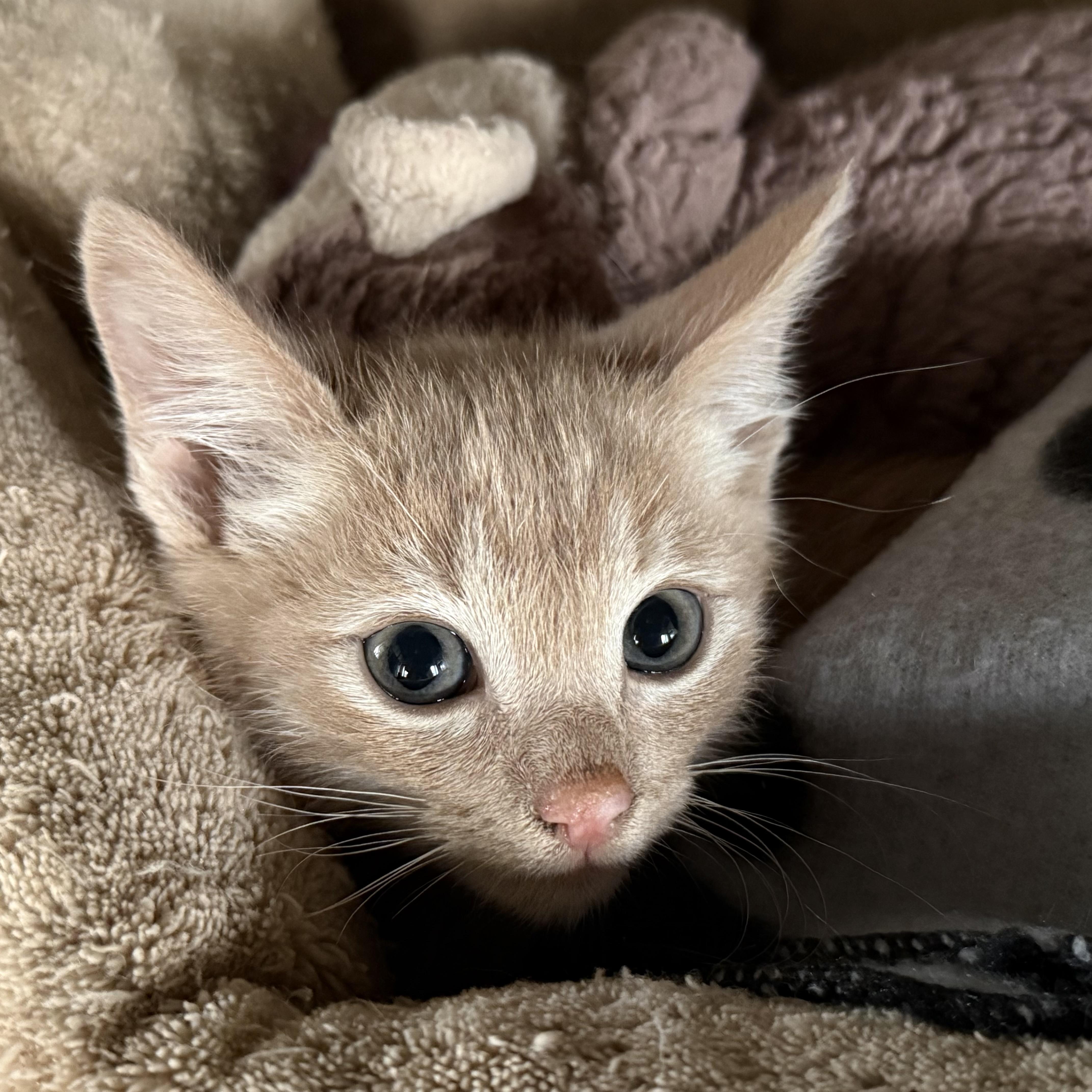 Sonny, Adoptable, Kitten Male Domestic Short Hair.