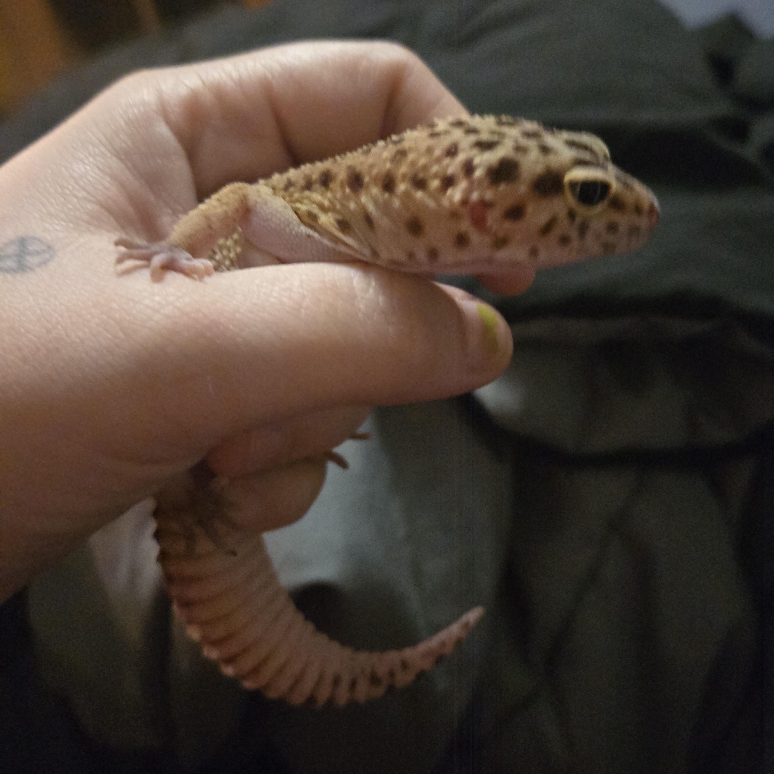 Enlarge Slurp, an adoptable Gecko in Morgantown, WV image 2/2