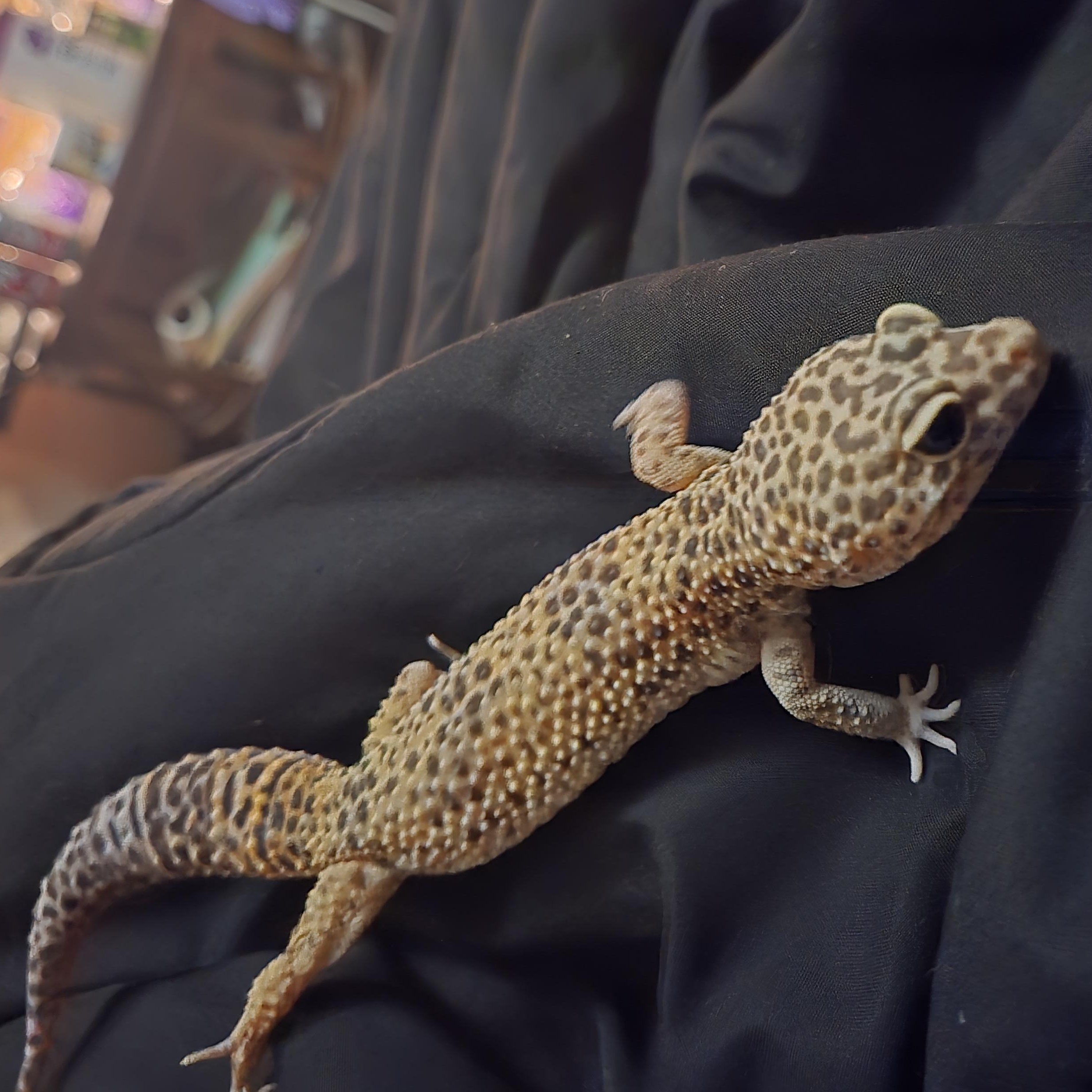 Enlarge Slurp, an adoptable Gecko in Morgantown, WV image 1/2