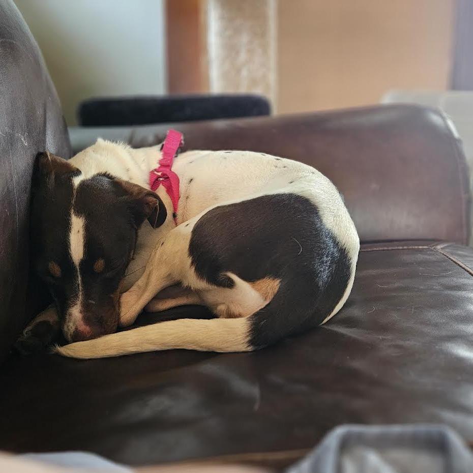Enlarge Janie, a Adoptable Mixed Breed in Madison, WI image 1/6