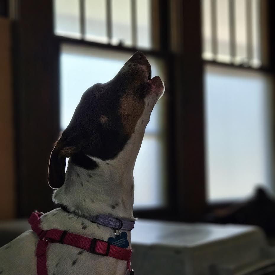 Enlarge Janie, a Adoptable Mixed Breed in Madison, WI image 3/6
