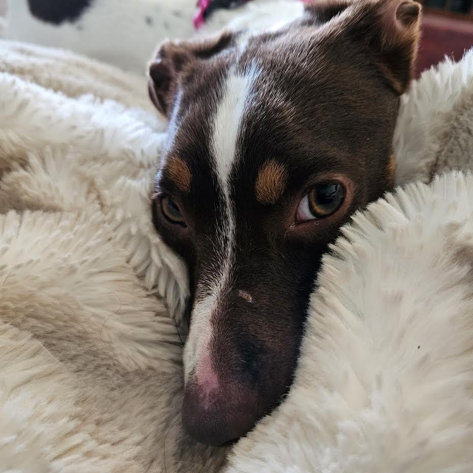Enlarge Janie, a Adoptable Mixed Breed in Madison, WI image 4/6