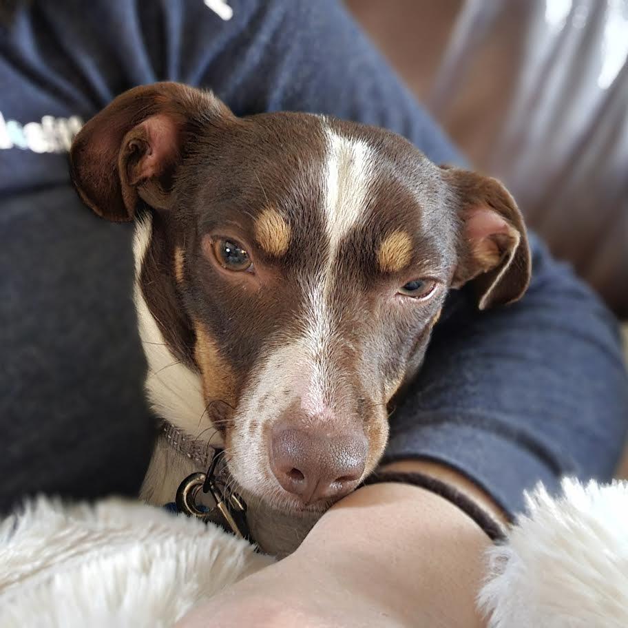 Enlarge Janie, a Adoptable Mixed Breed in Madison, WI image 5/6