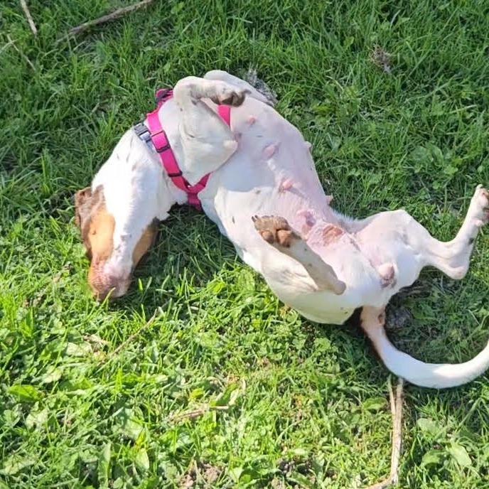 Enlarge Janie, a Adoptable Mixed Breed in Madison, WI image 5/6