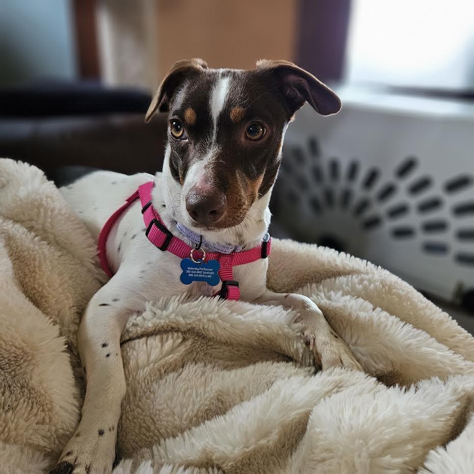 Enlarge Janie, a Adoptable Mixed Breed in Madison, WI image 6/6