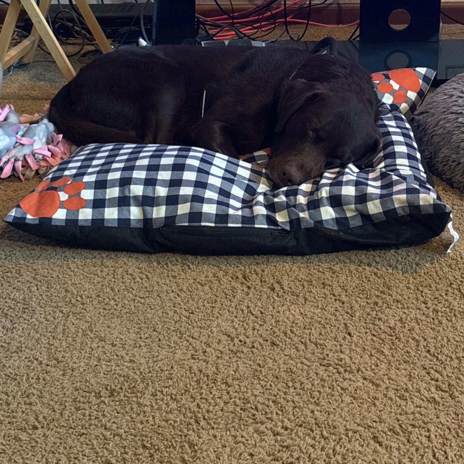 Enlarge Marley, an adopted Labrador Retriever in Sacramento, CA image 5/5