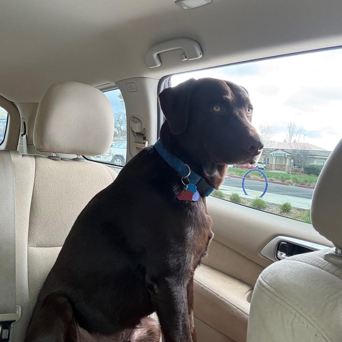 Enlarge Marley, an adopted Labrador Retriever in Sacramento, CA image 3/5