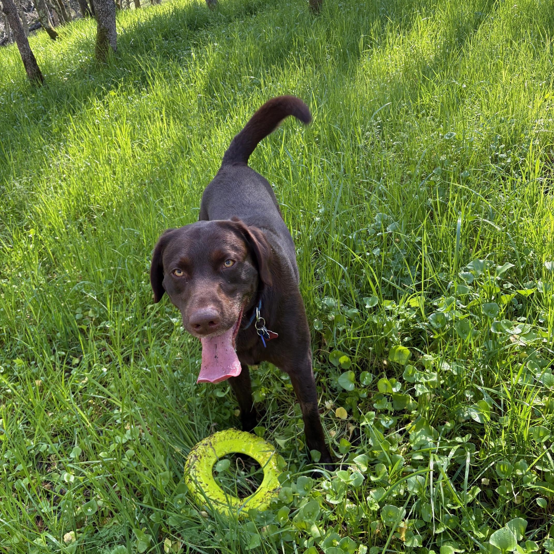 Enlarge Marley, an adopted Labrador Retriever in Sacramento, CA image 2/5