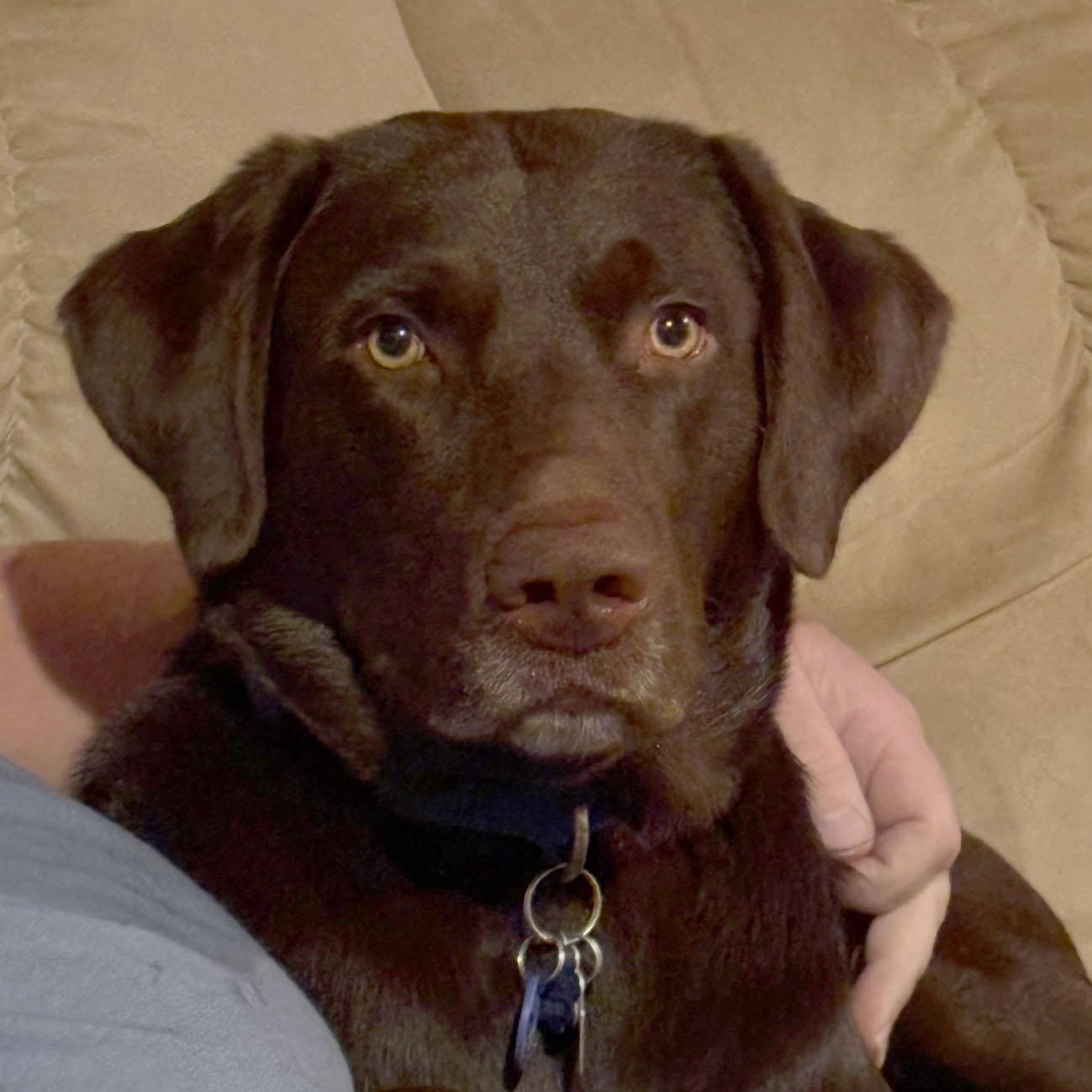 Enlarge Marley, an adopted Labrador Retriever in Sacramento, CA image 1/5