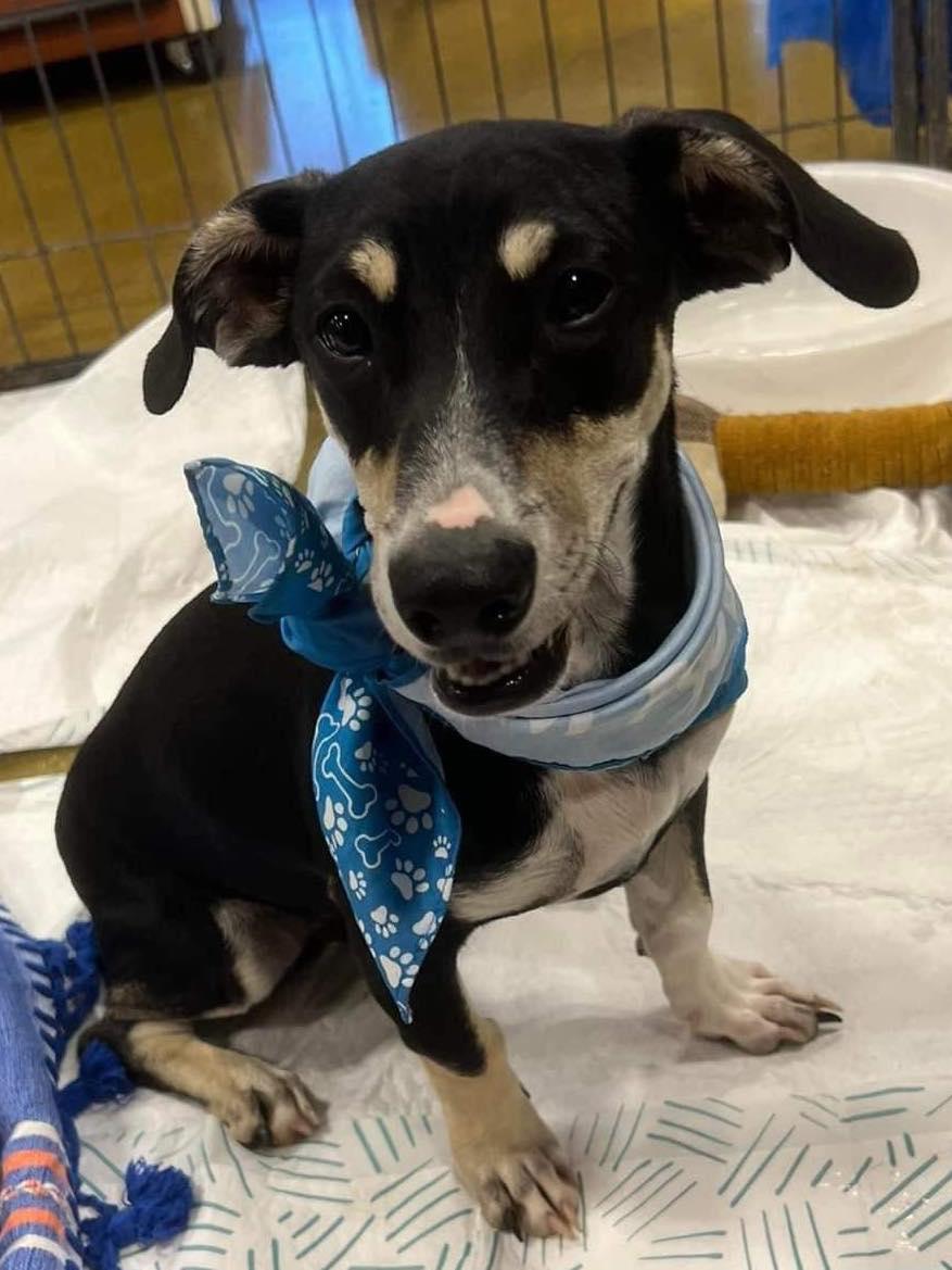 Enlarge Flick, a Adoptable Dachshund in La Verne, CA image 1/1