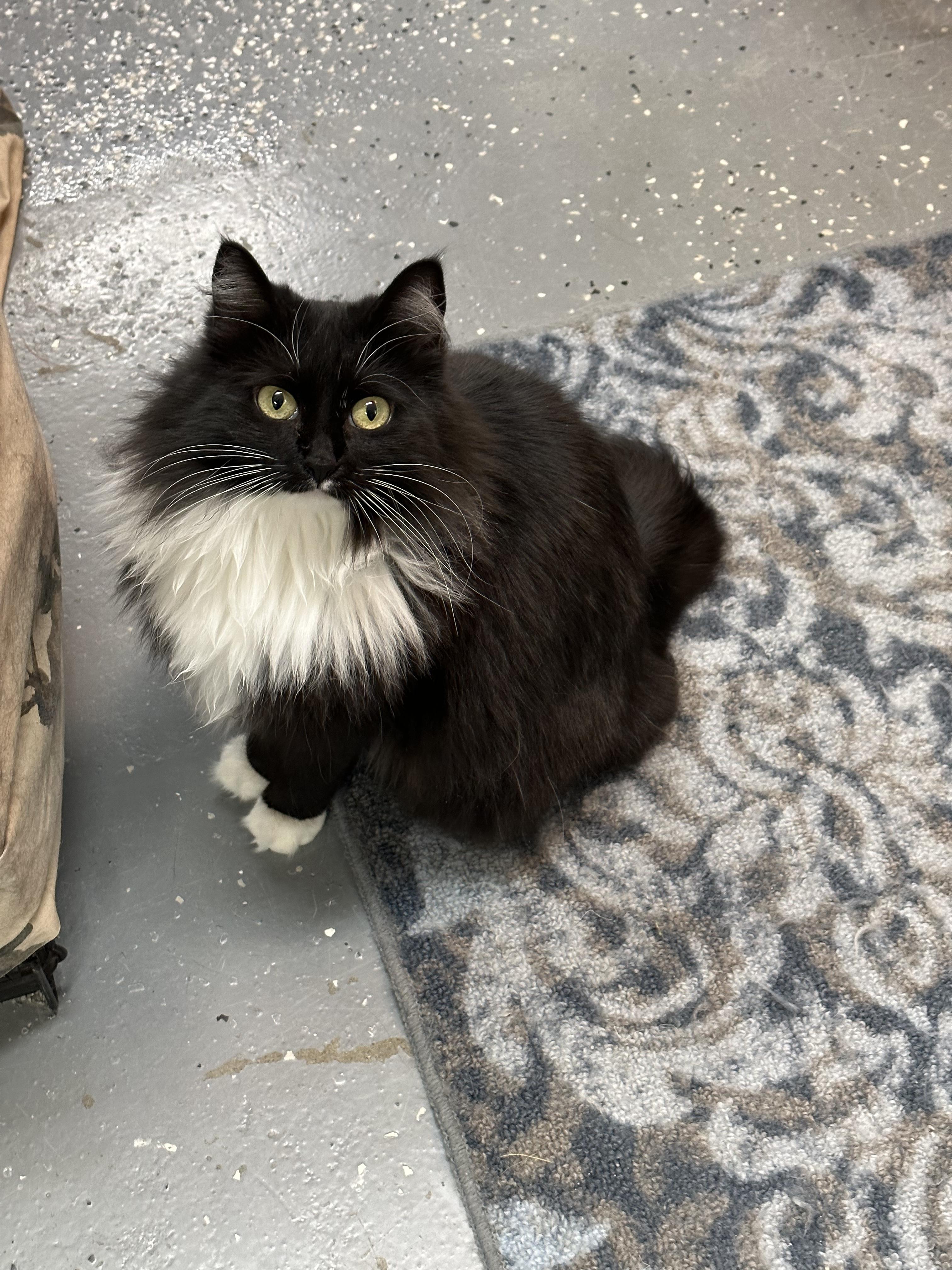 Enlarge Mimi, a Adopted Domestic Long Hair in Wasilla, AK image 1/2