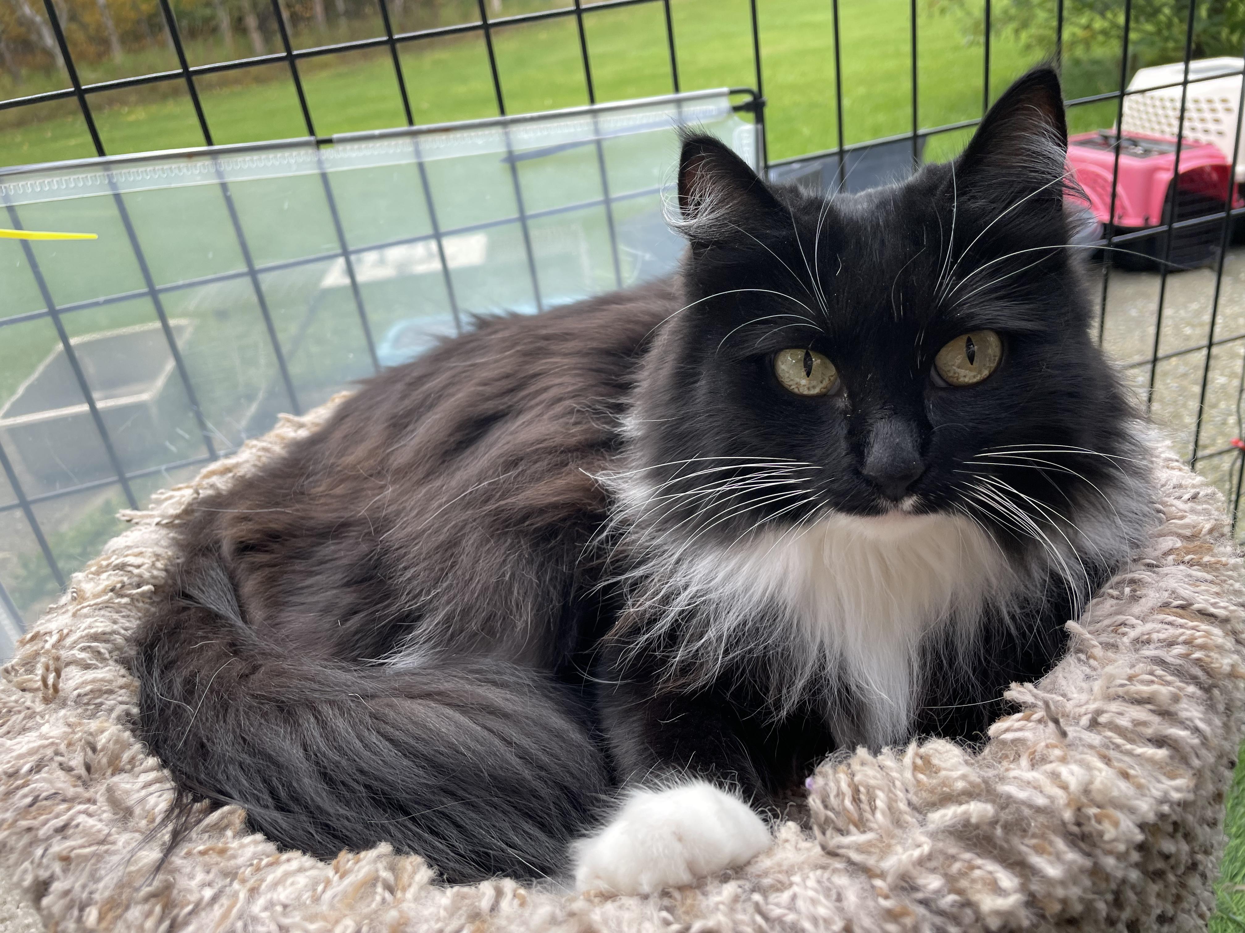 Enlarge Mimi, a Adopted Domestic Long Hair in Wasilla, AK image 2/2
