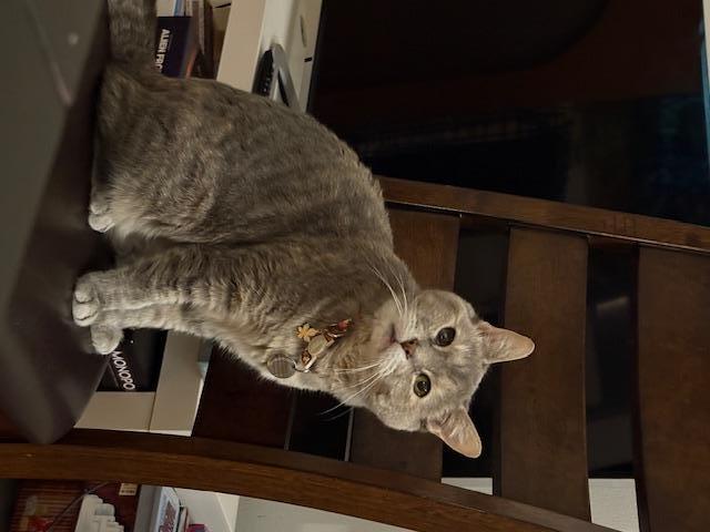 Rosie, a Adoptable Domestic Short Hair in New York, NY image 1/6
