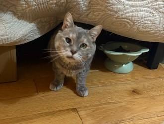 Rosie, a Adoptable Domestic Short Hair in New York, NY image 2/6