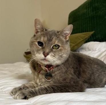 Rosie, a Adoptable Domestic Short Hair in New York, NY image 3/6