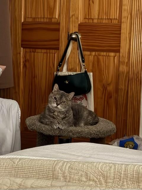 Rosie, a Adoptable Domestic Short Hair in New York, NY image 6/6