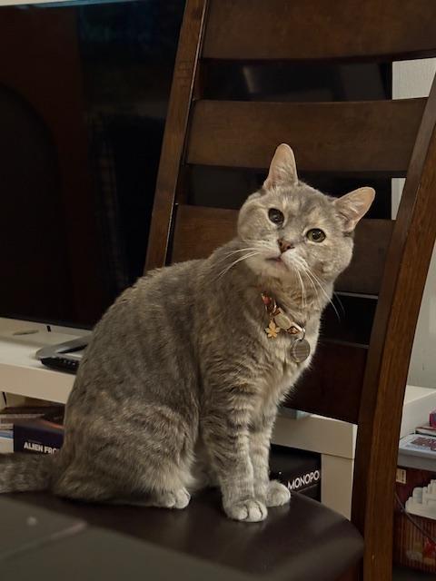 Enlarge Rosie, a Adoptable Domestic Short Hair in New York, NY image 5/6
