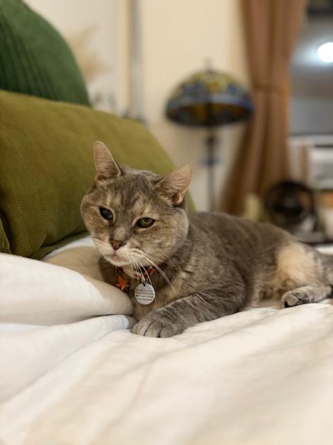 Enlarge Rosie, a Adoptable Domestic Short Hair in New York, NY image 6/6