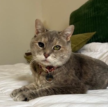 Rosie, Adoptable, Adult Female Domestic Short Hair.