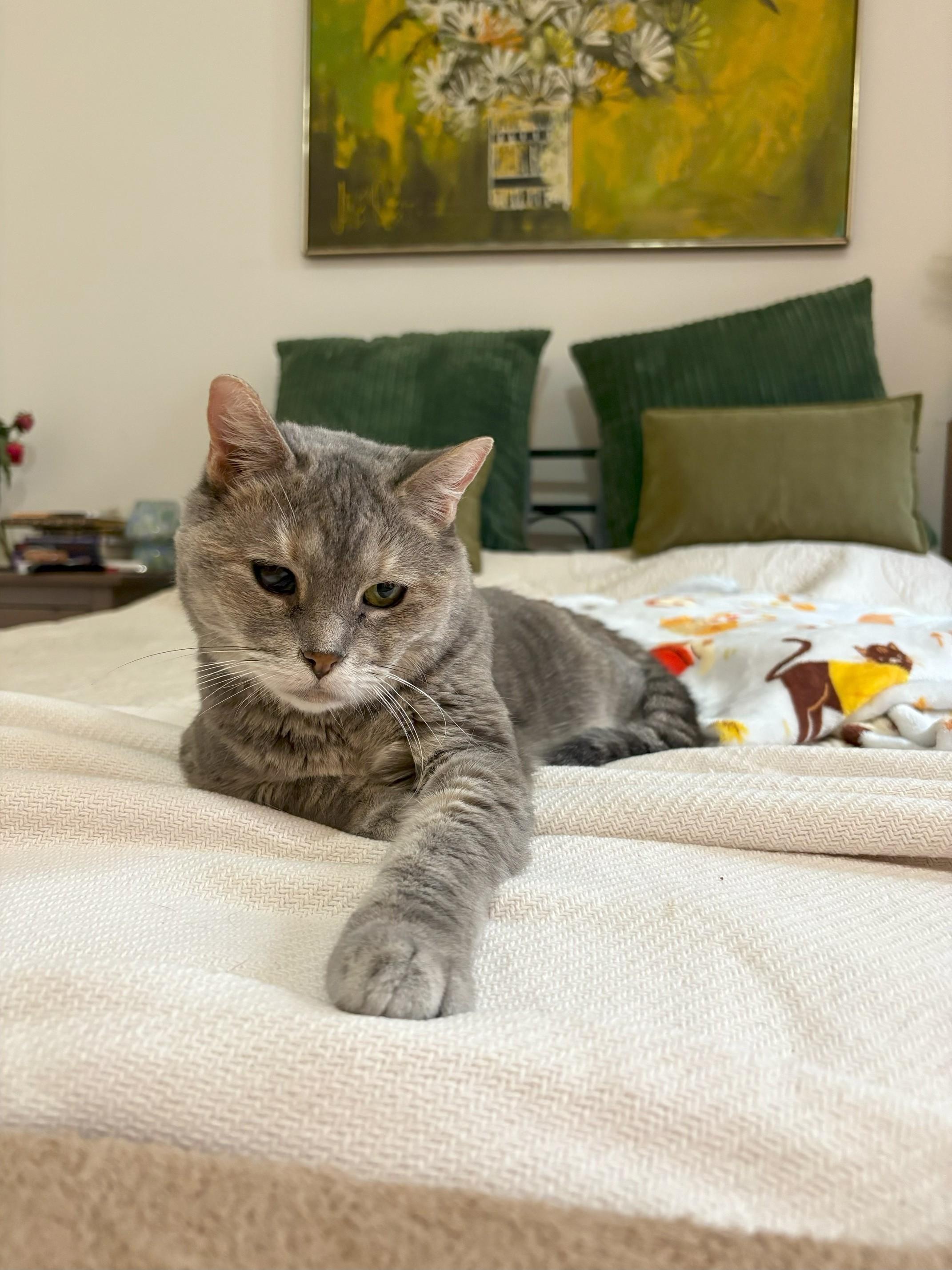 Rosie, a Adoptable Domestic Short Hair in New York, NY image 5/6