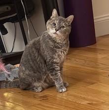 Rosie, a Adoptable Domestic Short Hair in New York, NY image 4/6