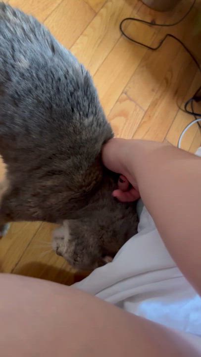 Enlarge Rosie, a Adoptable Domestic Short Hair in New York, NY video 5/6