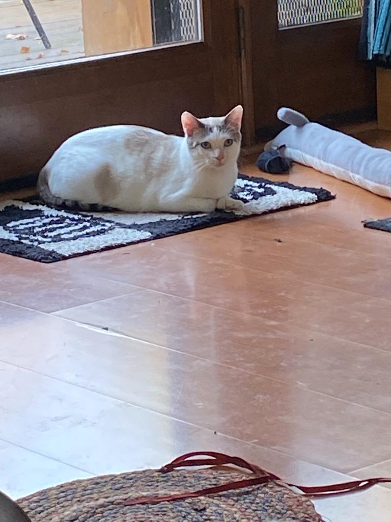 Aspen, Adoptable, Adult Female Domestic Medium Hair.