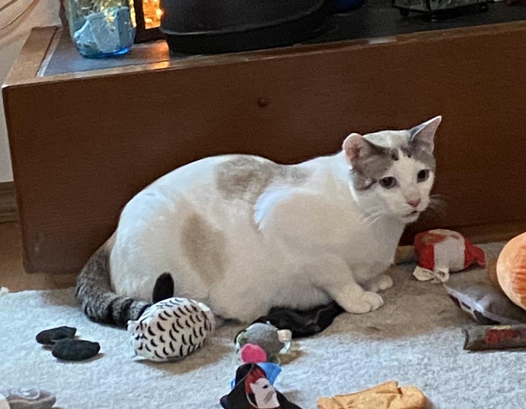 Aspen, Adoptable, Adult Female Domestic Medium Hair.