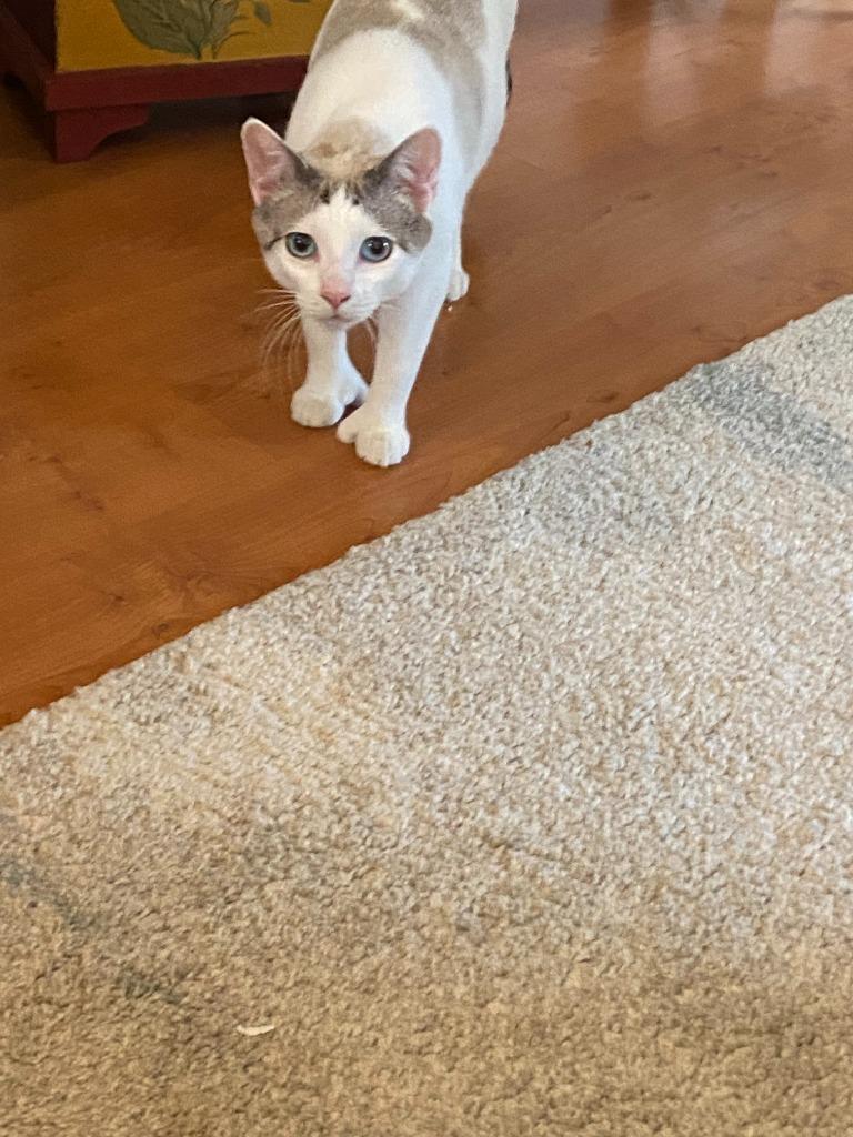 Aspen, a Adoptable mixed breed in Palmer, AK image 3/3