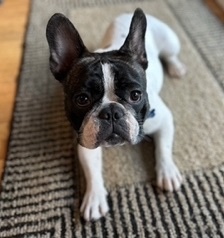 MAVERICK, a Adopted French Bulldog image 1/3