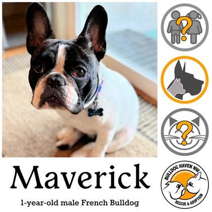 MAVERICK, a Adopted French Bulldog image 2/3