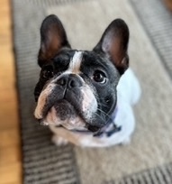 MAVERICK, a Adopted French Bulldog image 3/3