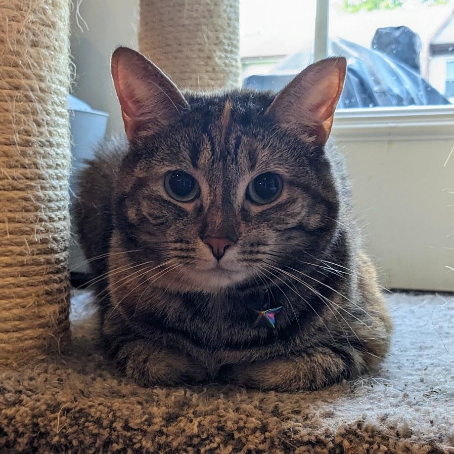 Enlarge Violin (Fee Sponsored), a ADOPTABLE Tortoiseshell in Leesburg, VA image 2/5