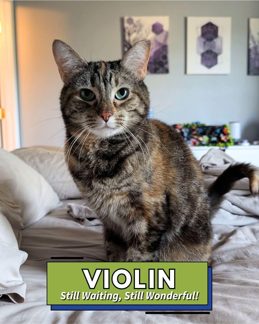Enlarge Violin (Fee Sponsored), a ADOPTABLE Tortoiseshell in Leesburg, VA image 1/5