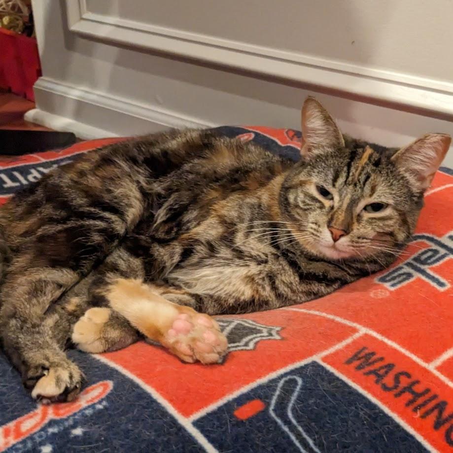 Enlarge Violin (Fee Sponsored), a ADOPTABLE Tortoiseshell in Leesburg, VA image 4/5