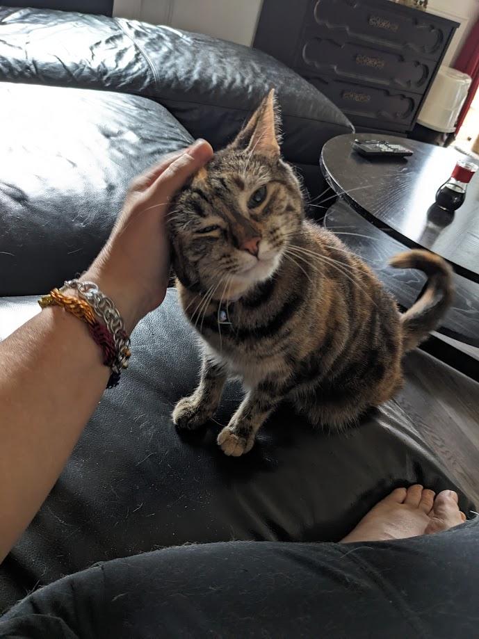 Enlarge Violin (Fee Sponsored), a ADOPTABLE Tortoiseshell in Leesburg, VA image 3/5