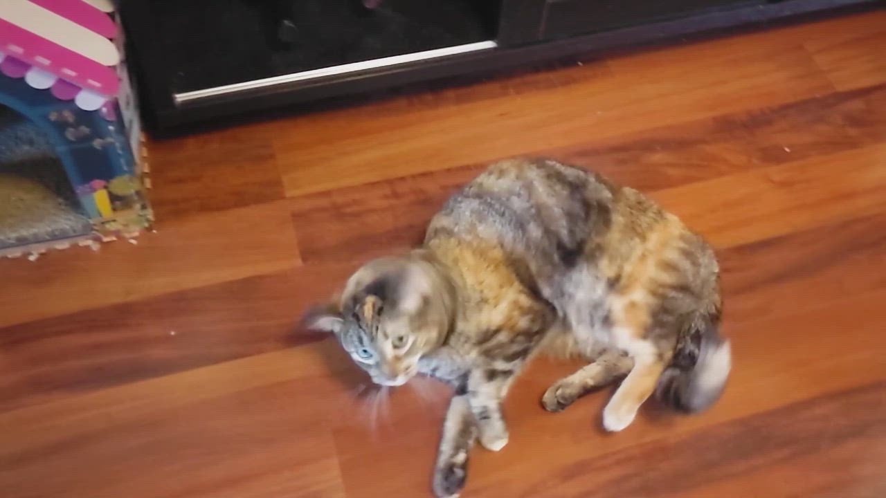 Enlarge Violin (Fee Sponsored), a ADOPTABLE Tortoiseshell in Leesburg, VA video 5/5