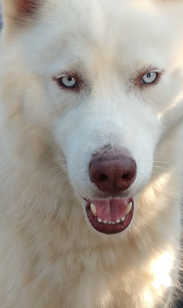 McGyver, a Adoptable mixed breed in Chattanooga, TN image 1/11