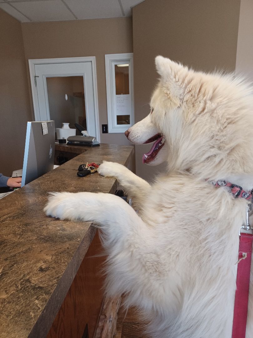 McGyver, a Adoptable mixed breed in Chattanooga, TN image 2/11