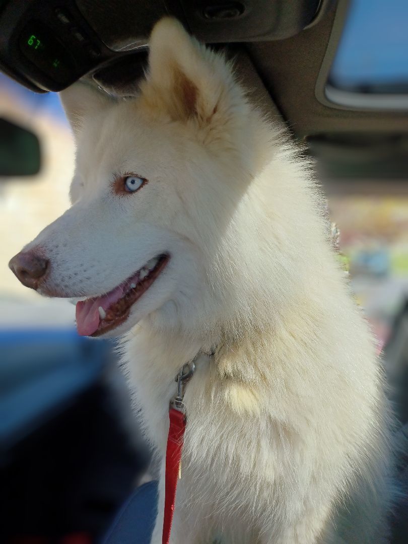 McGyver, a Adoptable mixed breed in Chattanooga, TN image 3/11