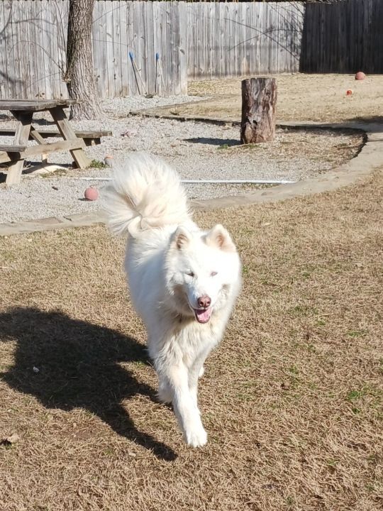 McGyver, a Adoptable mixed breed in Chattanooga, TN image 4/11