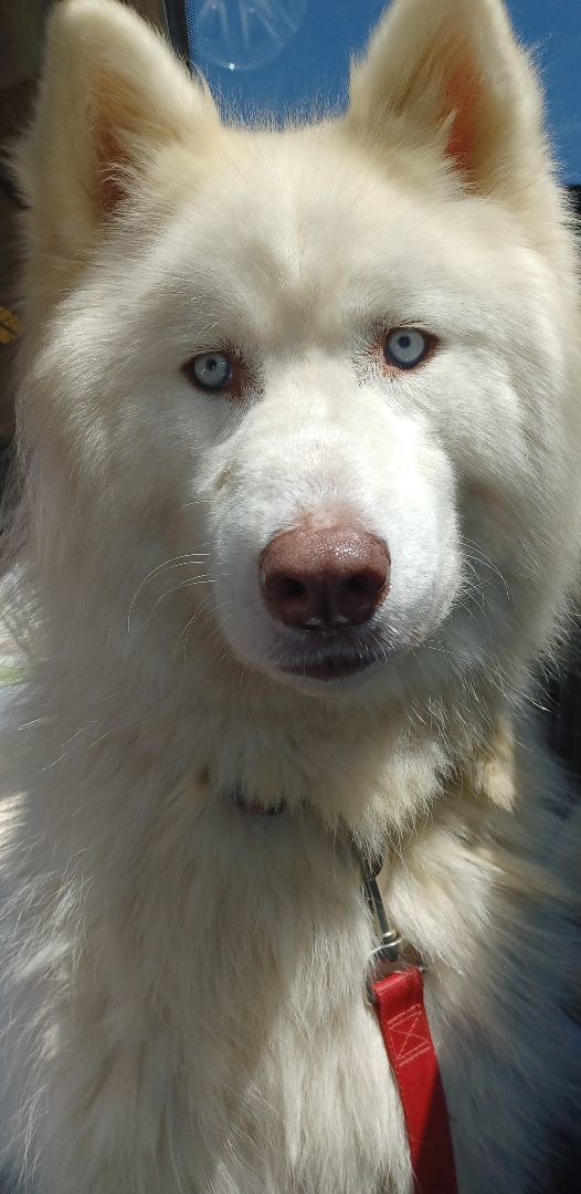 McGyver, a Adoptable mixed breed in Chattanooga, TN image 5/11