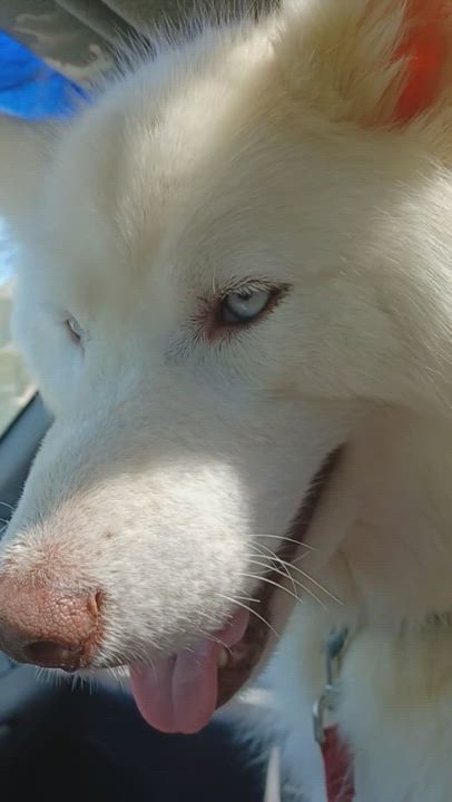 Enlarge McGyver, a Adoptable mixed breed in Chattanooga, TN video 11/11