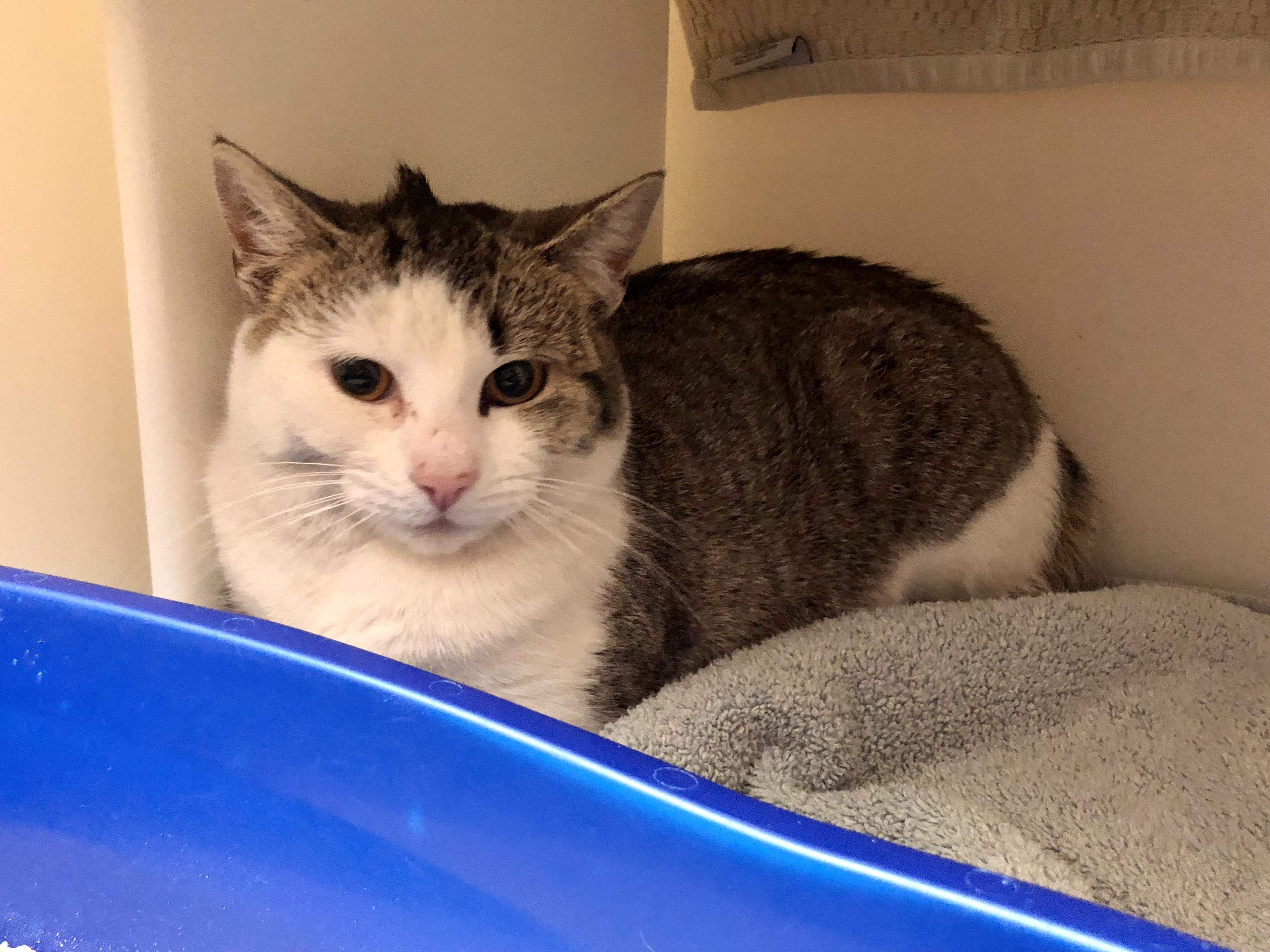 Enlarge Lentil, an adopted Domestic Short Hair in Salisbury, MA image 2/4