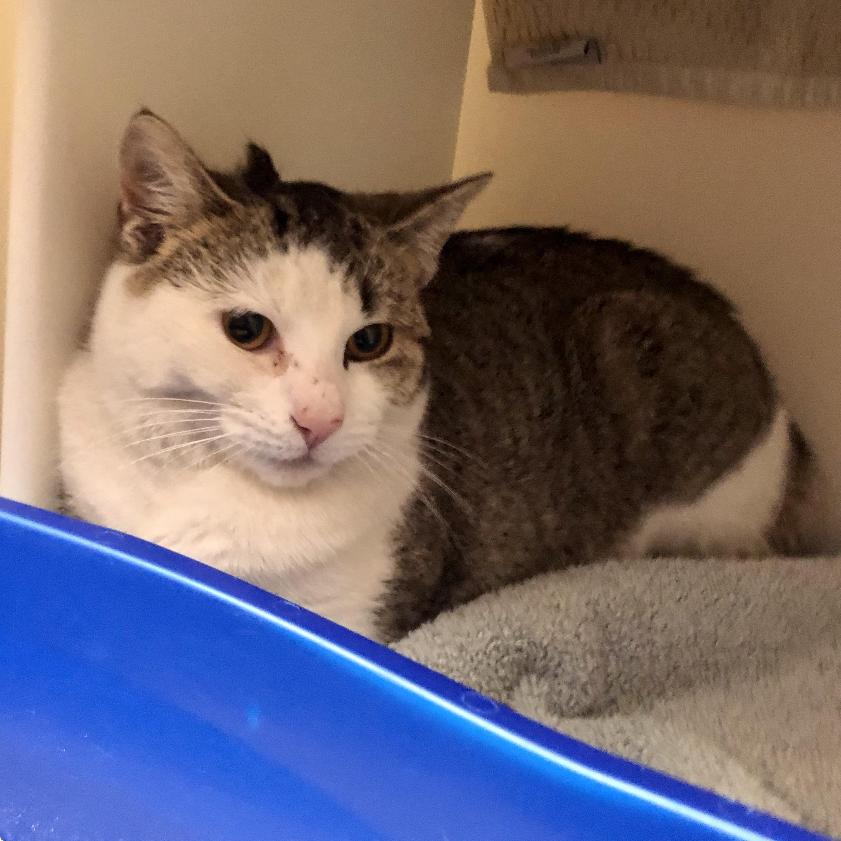 Enlarge Lentil, an adopted Domestic Short Hair in Salisbury, MA image 1/4