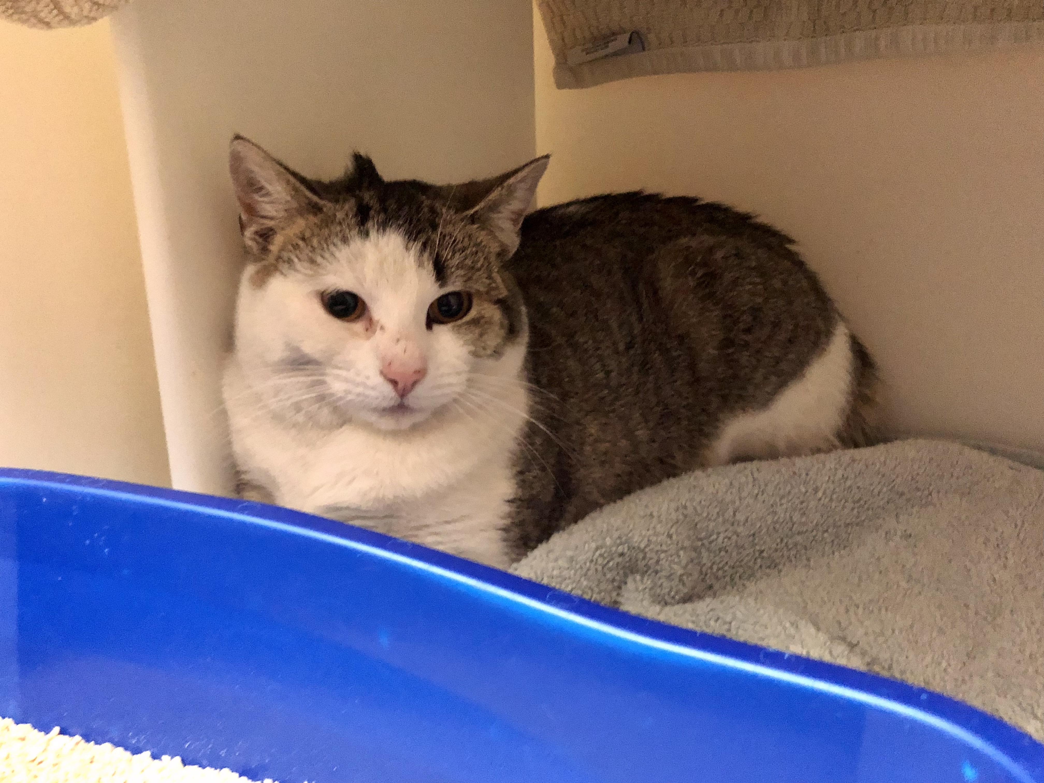 Enlarge Lentil, an adopted Domestic Short Hair in Salisbury, MA image 4/4