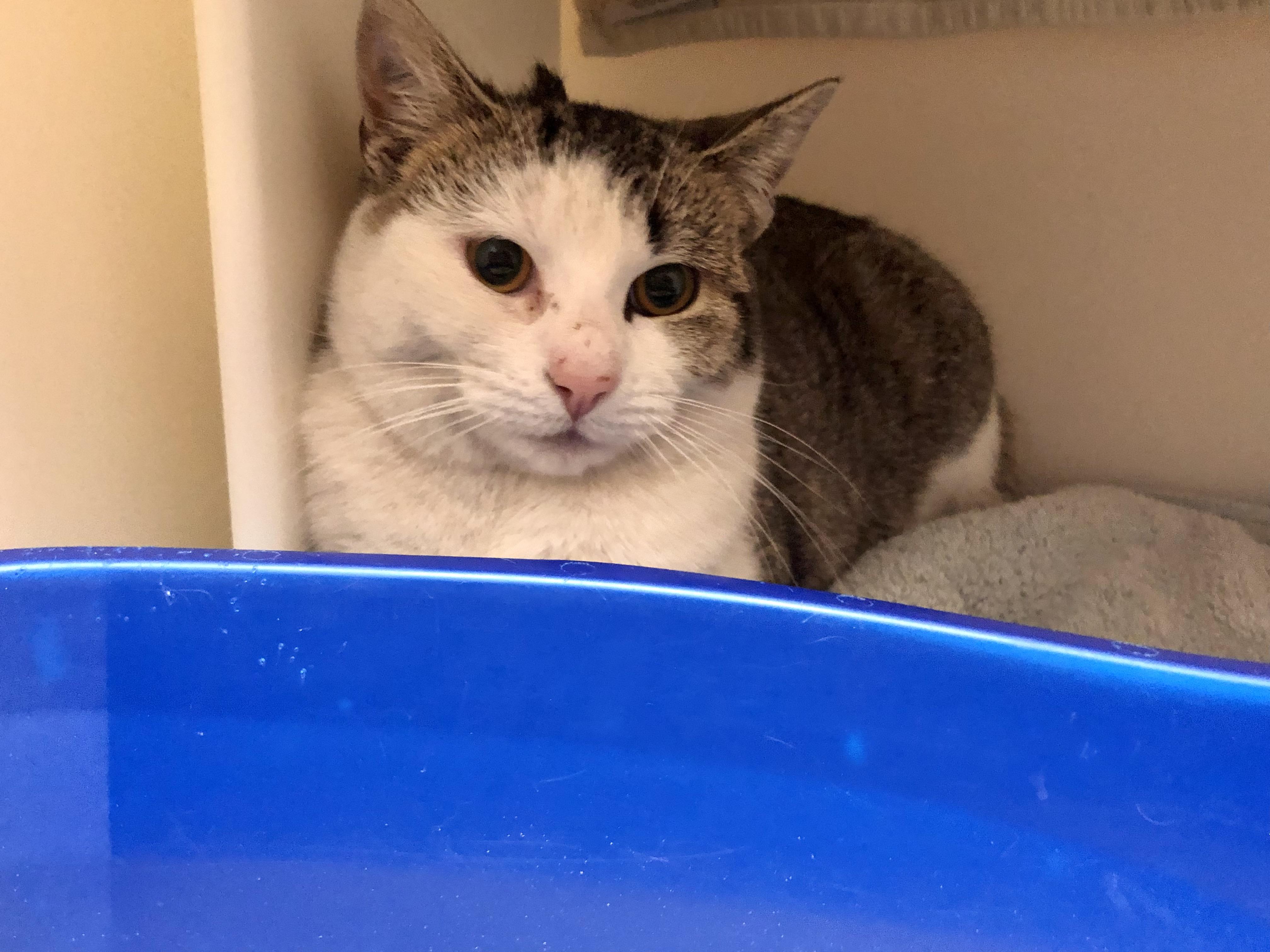 Enlarge Lentil, an adopted Domestic Short Hair in Salisbury, MA image 3/4